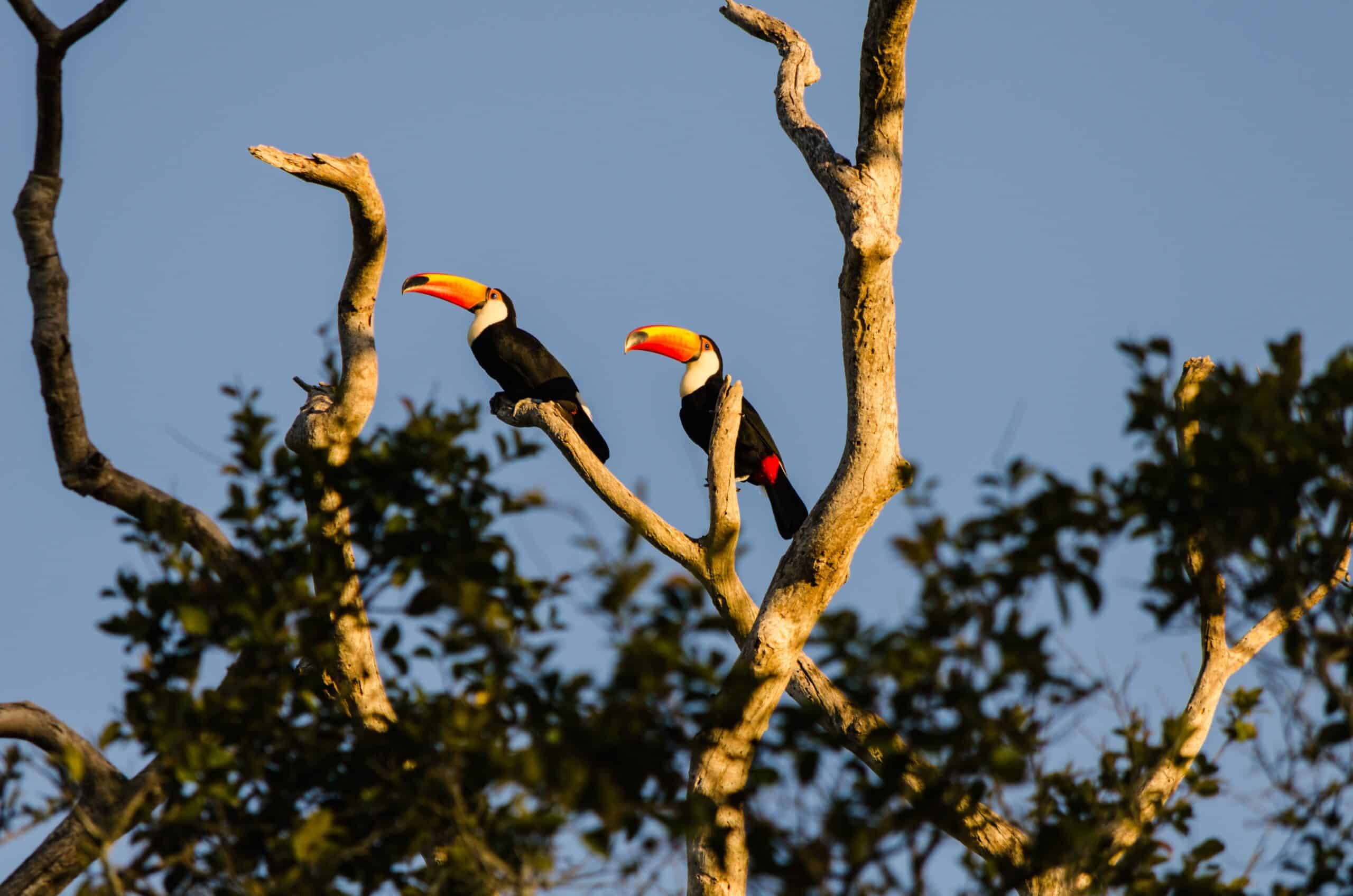 Pantanal 