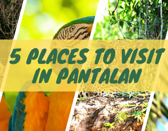 Best Tourist Attractions in Pantanal Brazil